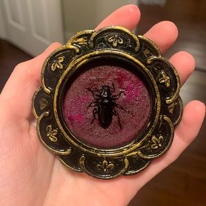 Framed beetle oddity / entomology specimen